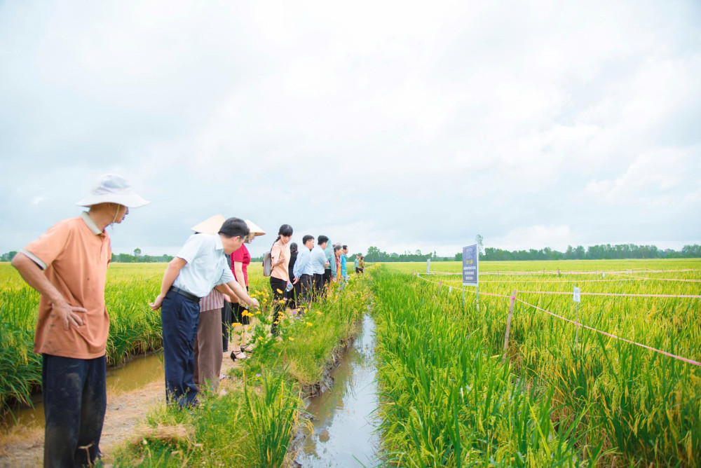 Canh tác lúa theo hướng an toàn
