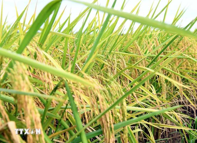 Đòn bẩy đưa nông nghiệp Việt Nam tiến đến hiện đại và xanh hóa