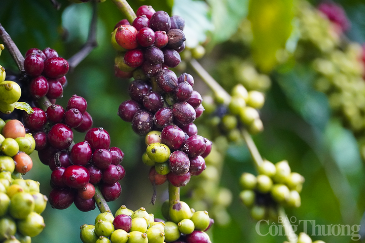 Giá cà phê Arabica giảm hơn 4% về mức 8.164 USD/tấn, giá cà phê Robusta cũng ghi nhận mức giảm gần 5% về mức 4.399 USD/tấn.