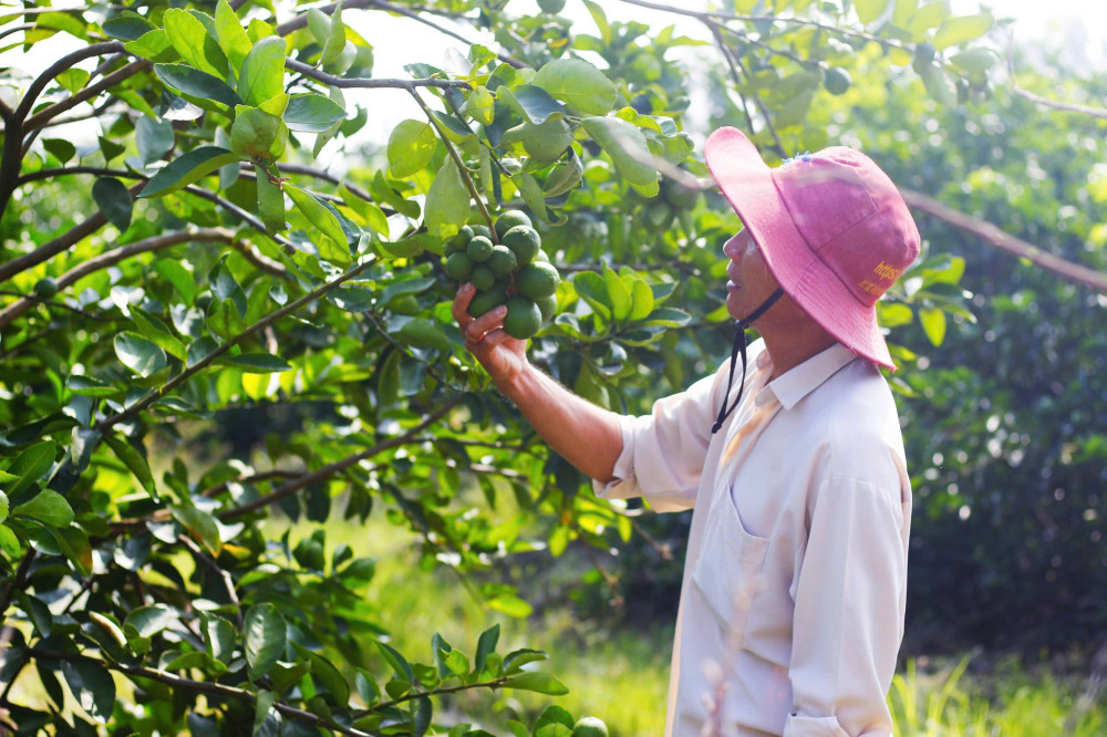 Phát huy lợi thế, nâng tầm nông nghiệp công nghệ cao