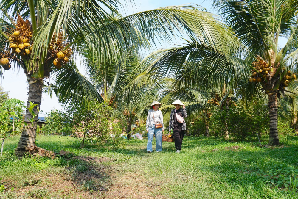 Phát triển vùng trồng dừa hữu cơ tại Tây Ninh: Dừa hữu cơ - 'trái ngọt' trên vùng đất nắng (Bài 1)