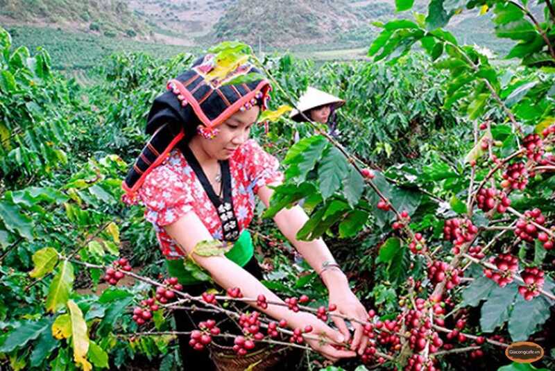 Vùng trồng cà phê Sơn La