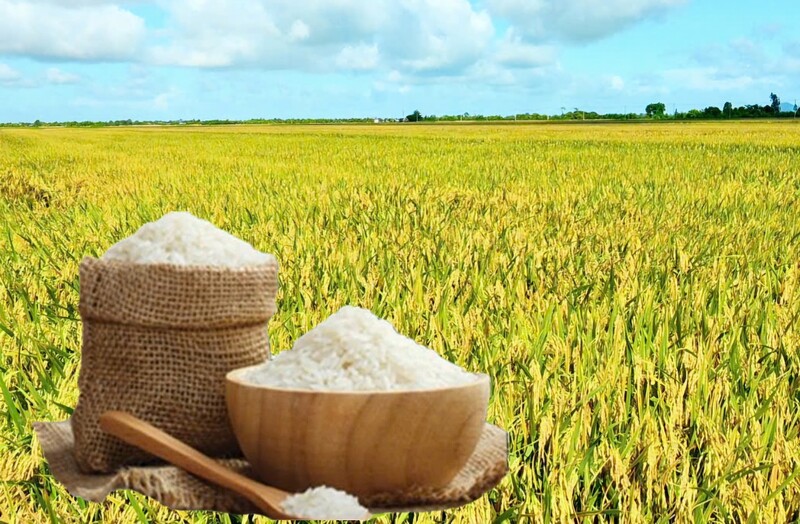 Giá lúa gạo hôm nay ngày 17/10: Thị trường lặng sóng. Ảnh: Thanh Minh.