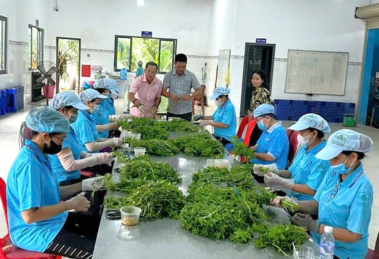 Ước đến cuối năm 2025, Tây Ninh có 540 hợp tác xã