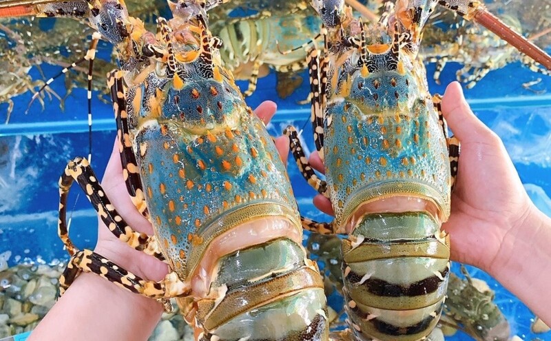 Xuất khẩu tôm hùm Việt Nam đang bước vào giai đoạn tăng tốc mạnh mẽ dịp cuối năm.