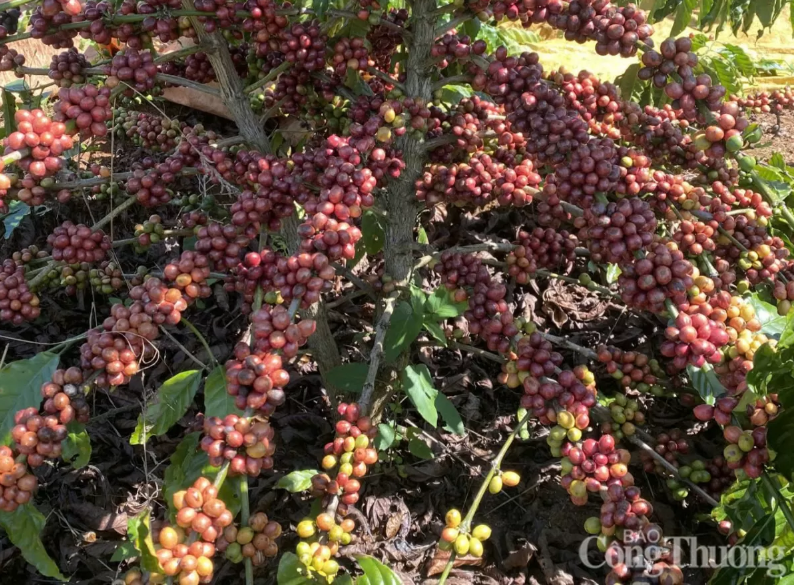Giá cà phê toàn cầu chịu áp lực giảm khi Việt Nam vào cao điểm thu hoạch Robusta, nguồn cung tăng mạnh và xuất khẩu nửa đầu tháng 12 bật hơn 50%.