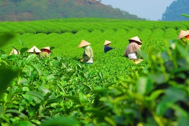 Bộ Công Thương đề nghị các doanh nghiệp xuất khẩu chè chủ động phối hợp chặt chẽ với Hiệp hội Chè Việt Nam và Thương vụ Việt Nam tại Pakistan, cung cấp đầy đủ hồ sơ, chứng từ liên quan đến lô hàng. Ảnh minh hoạ