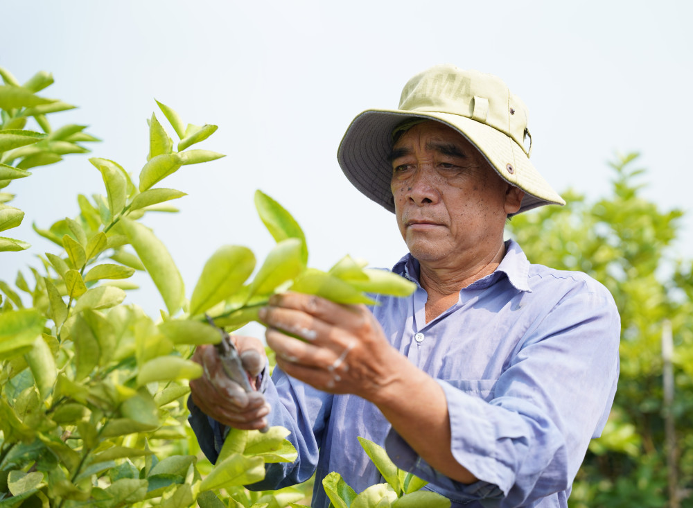 Bám đất biên cương, làm giàu từ vườn chanh sạch