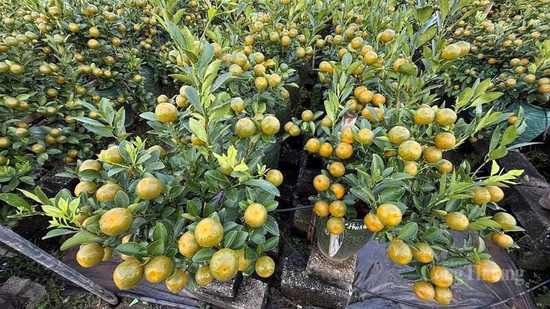 Những chậu quất cảnh sai quả, tán đều được người dân xã Mễ Sở (tỉnh Hưng Yên) tập trung chăm sóc, chỉnh sửa để đạt mẫu mã đẹp nhất trước khi xuất bán dịp Tết.