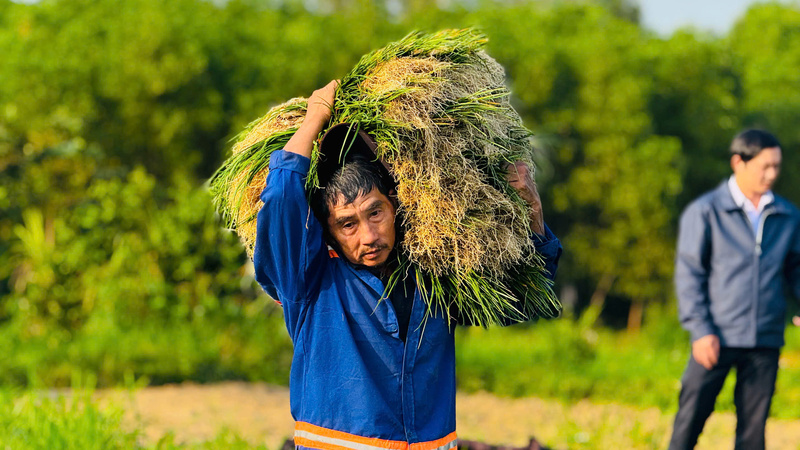 Thôn Long Yên hiện là vùng trồng kiệu lớn nhất xã, với diện tích khoảng 22 ha, năng suất bình quân ước đạt 16 tấn/ha. Ảnh: Nguyễn Dương