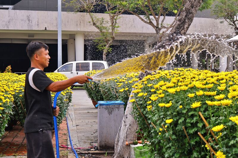 Các tiểu thương tưới nước, chăm sóc liên tục để hoa luôn tươi, đẹp. Ảnh: Diễm Phúc