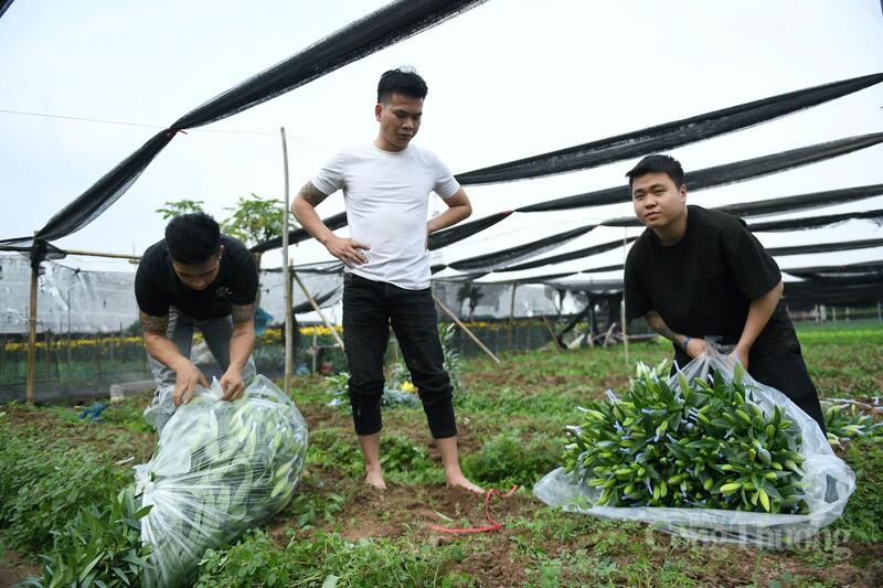 Giá hoa bán buôn khởi sắc giúp người trồng thêm kỳ vọng vụ Tết thắng lợi.