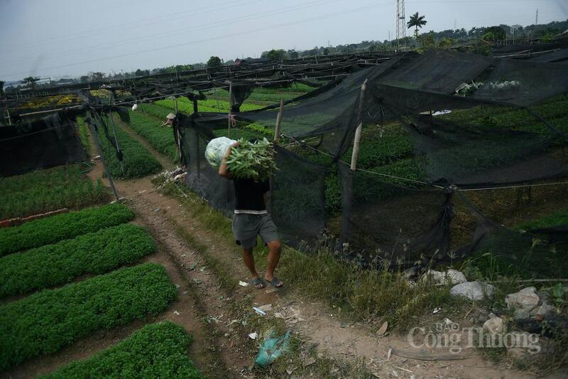 Người nông dân vác hoa từ vườn lên xe.