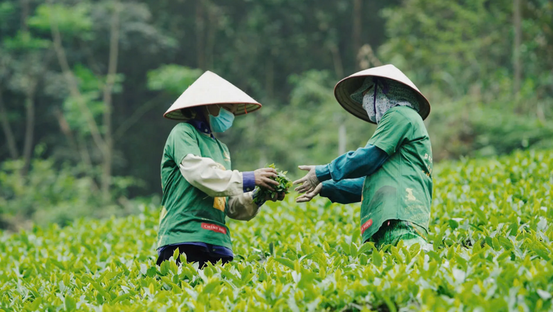Tháng 1/2026, Việt Nam xuất khẩu 12.390 tấn chè, đạt gần 21 triệu USD, tăng 28% về lượng và 27% về giá trị so với cùng kỳ năm 2025. Ảnh: Hồng Thắm