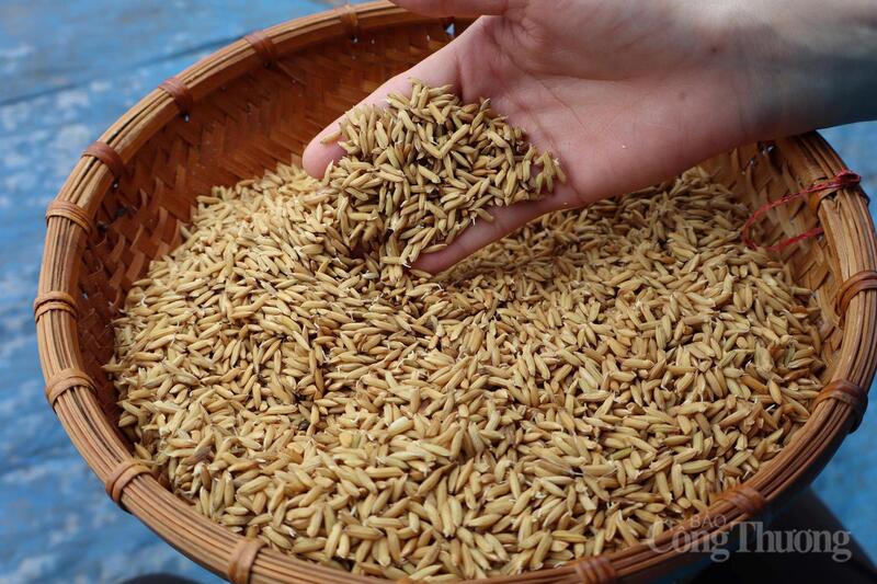 Tại xã Tân An, TP. Hải Phòng, sử dụng giống lúa VNR20 với lượng giống gieo sạ khoảng 45 kg/ha. Ảnh: Kiều Tâm