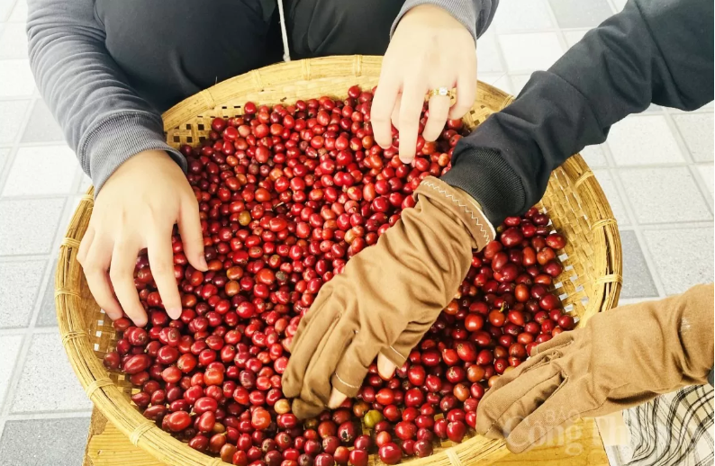 Nguồn cung Brazil co hẹp, giá cà phê thế giới nối dài đà tăng.