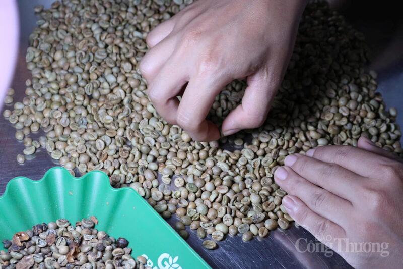 Chế biến cà phê tại Gia Lai. Ảnh: Hiền Mai
