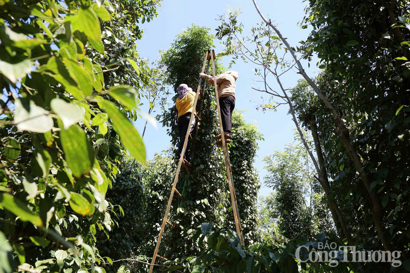 Người dân Lâm Đồng thu hoạch hồ tiêu.