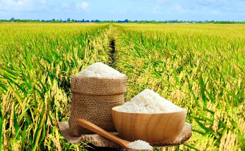 Giá lúa gạo hôm nay ngày 17/4: Gạo thơm xuất khẩu tăng 15 USD/tấn. Ảnh: Thanh Minh.