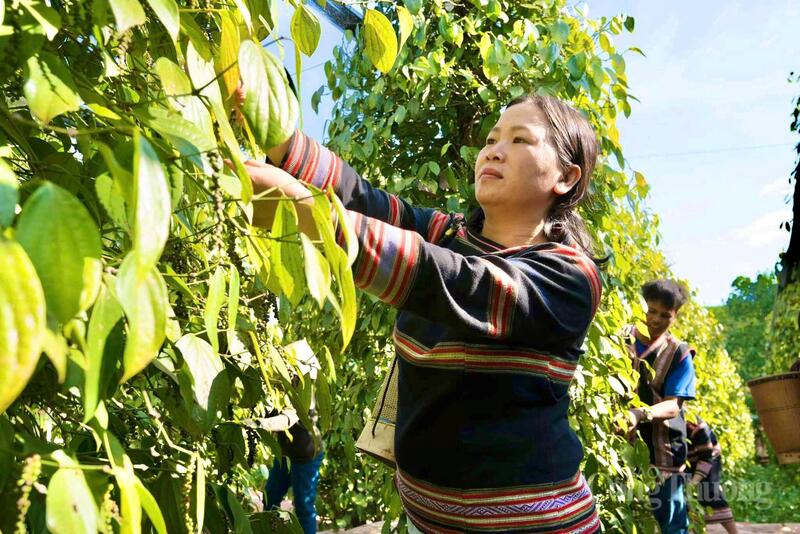 Những sản phẩm tiêu của Hợp tác xã Nông nghiệp và Dịch vụ Nam Yang đã đạt OCOP 5 sao, góp phần nâng tầm giá trị hạt tiêu địa phương. Ảnh: Hiền Mai