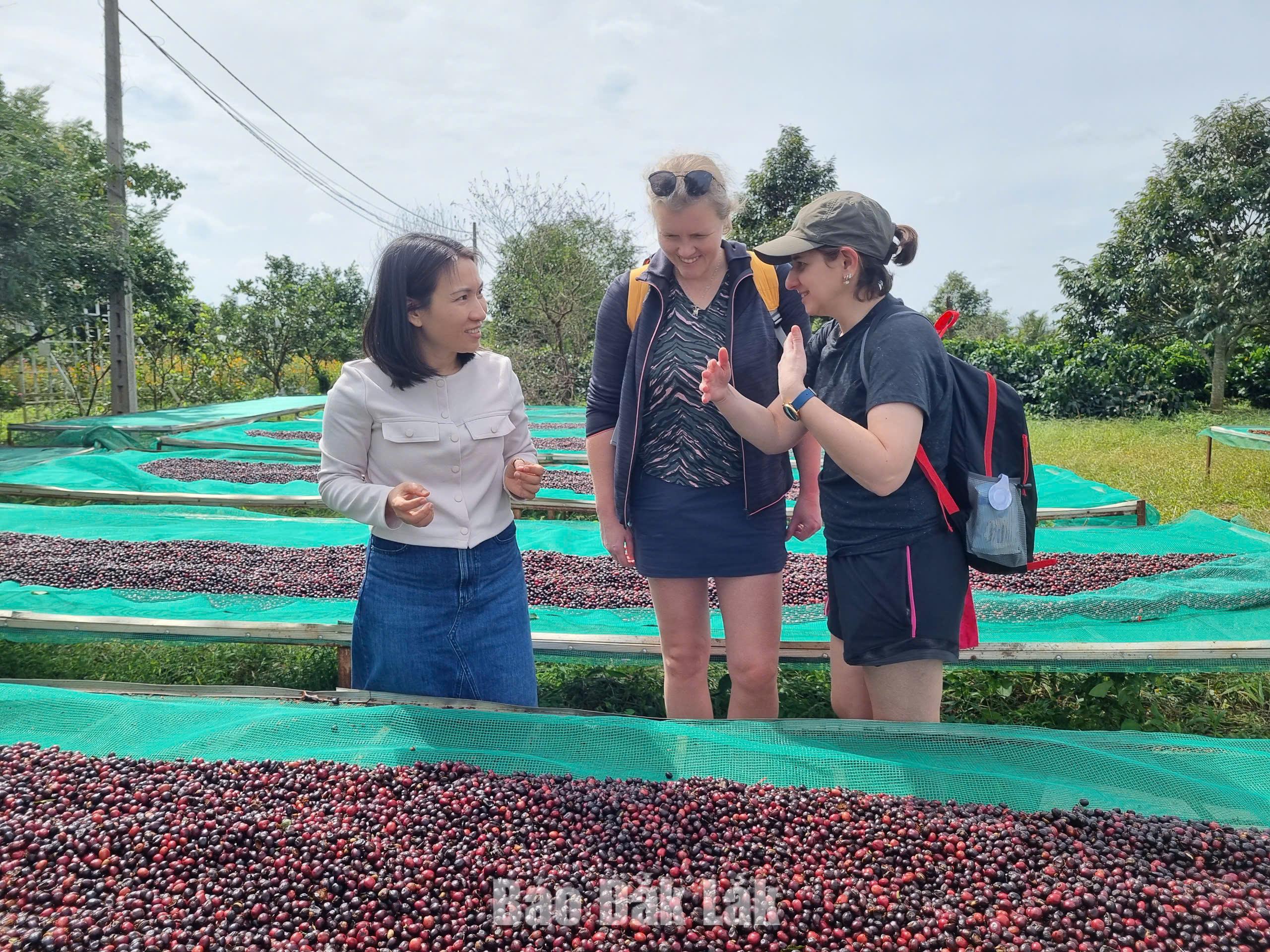 Du khách nước ngoài tìm hiểu quy trình chế biến cà phê chất lượng cao tại Trang trại Aeroco Coffee.
