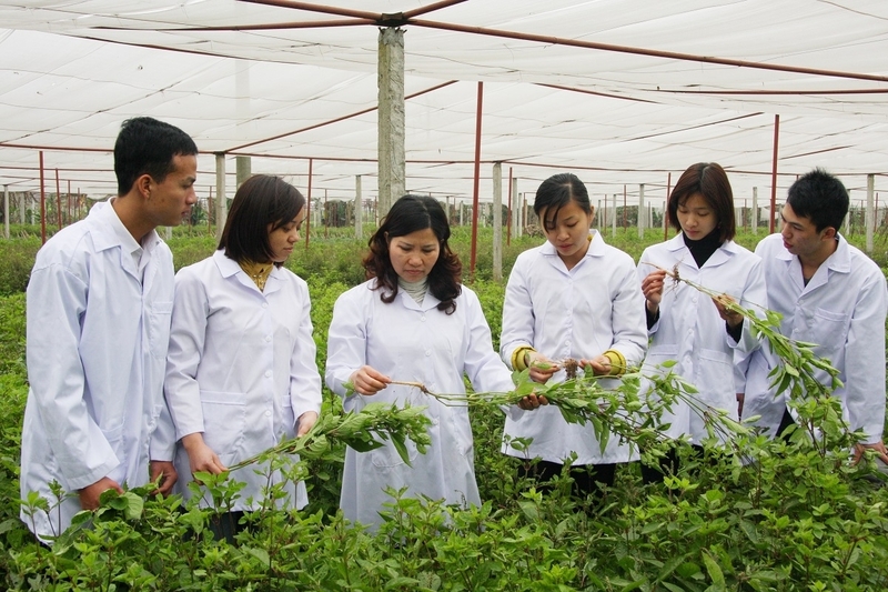 Lĩnh vực dược liệu Việt Nam có tiềm năng phát triển trở thành một ngành kinh tế - Ảnh minh họa