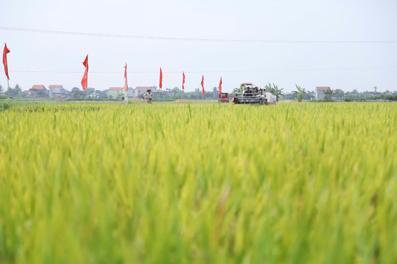 Xuất khẩu gạo của Việt Nam trong 5 tháng đầu năm 2026 đạt khoảng 4,5 triệu tấn, thu về 2,09 tỷ USD. Ảnh: Phương Nam