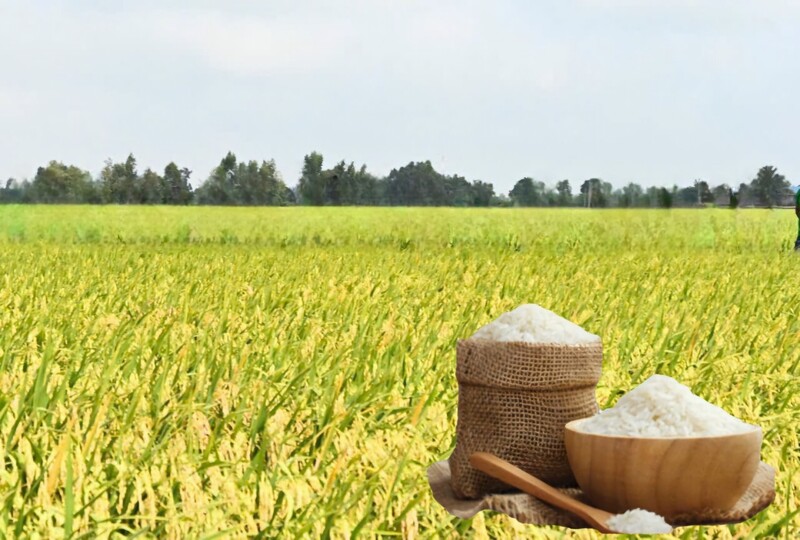 Giá lúa gạo hôm nay ngày 25/6: Gạo nguyên liệu xuất khẩu tăng nhẹ. Ảnh: Thanh Minh.