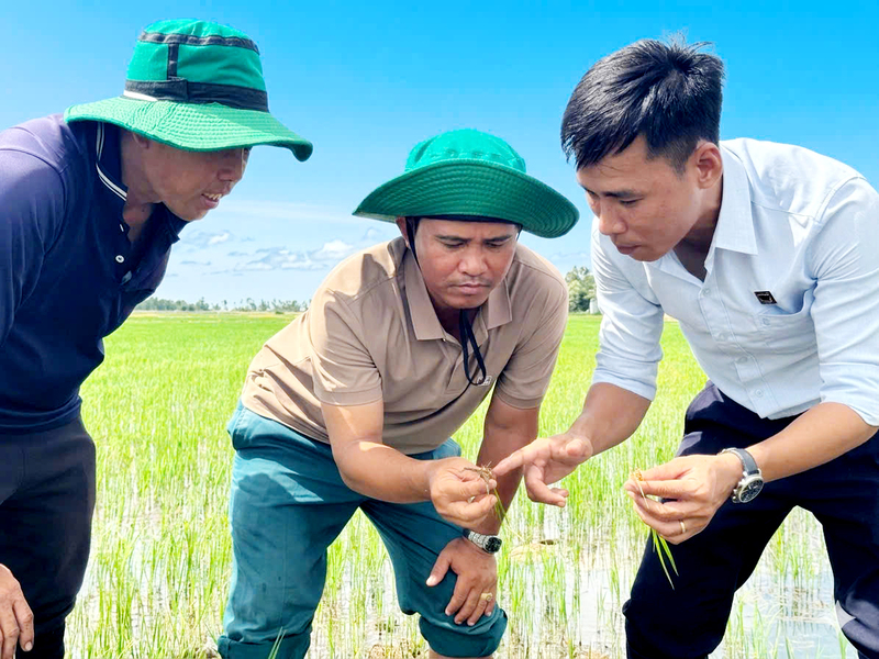 Nông dân cùng cán bộ Công ty Cổ phần Phân bón Bình Điền kiểm tra sự phát triển của bộ rễ lúa trên nền đất phèn được cải tạo.