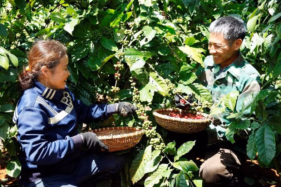 Nông nghiệp tái sinh giúp nâng cao sinh kế cho người dân. Nông nghiệp tái sinh giúp nâng cao sinh kế cho người dân.