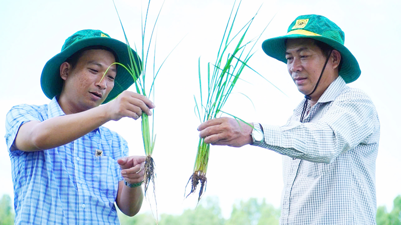 Sự thay đổi tư duy từ "chăm cây" sang "chăm đất" đang giúp nhiều nông dân vùng đất phèn Thạnh Mỹ Tây nâng cao hiệu quả sản xuất, góp phần thực hiện Đề án 1 triệu hecta lúa chất lượng cao, phát thải thấp tại An Giang.