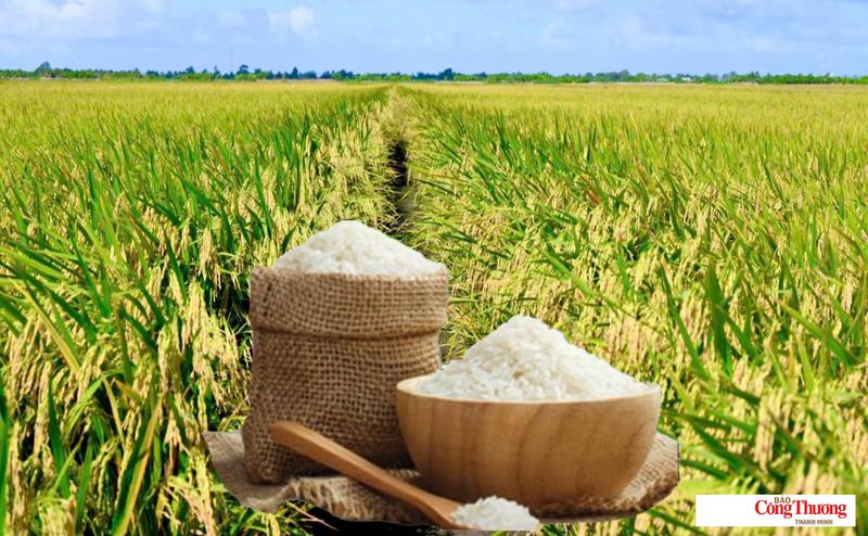 Giá lúa gạo hôm nay ngày 20/7/2026: Gạo nguyên liệu xuất khẩu tăng.