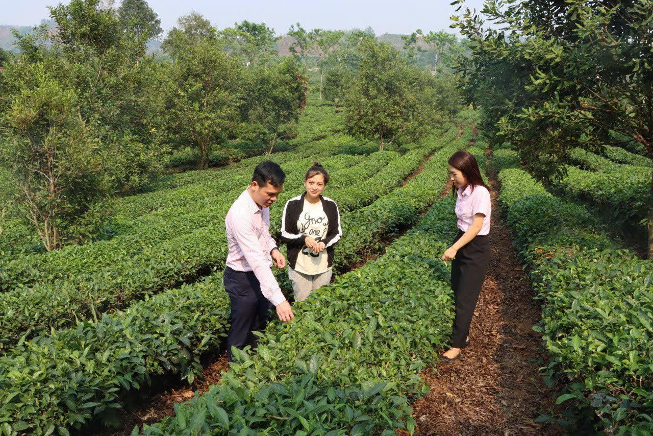 Tín dụng chính sách - 'điểm tựa vững chắc' giúp đồng bào Sơn La thoát nghèo