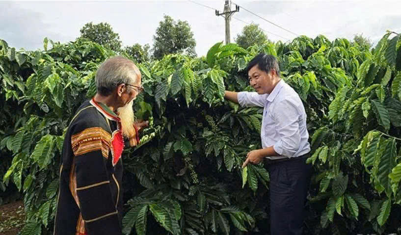 Vườn cà phê của già làng Châm Yú tại làng Mrông Ngó, xã Ia Phí. (Ảnh: UBND xã Ia Phí)