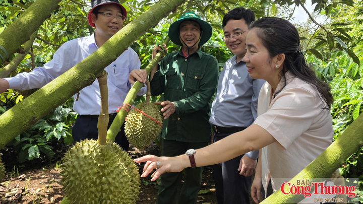 Đoàn công tác của Cục Trồng trọt và Bảo vệ thực vật - Bộ Nông nghiệp và Môi trường khảo sát tại các vườn sầu riêng ở Đắk Lắk.