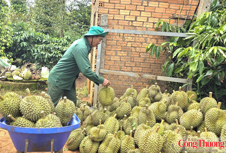 Sầu riêng mang lại nguồn thu nhập lớn cho hàng vạn nông dân Đắk Lắk.