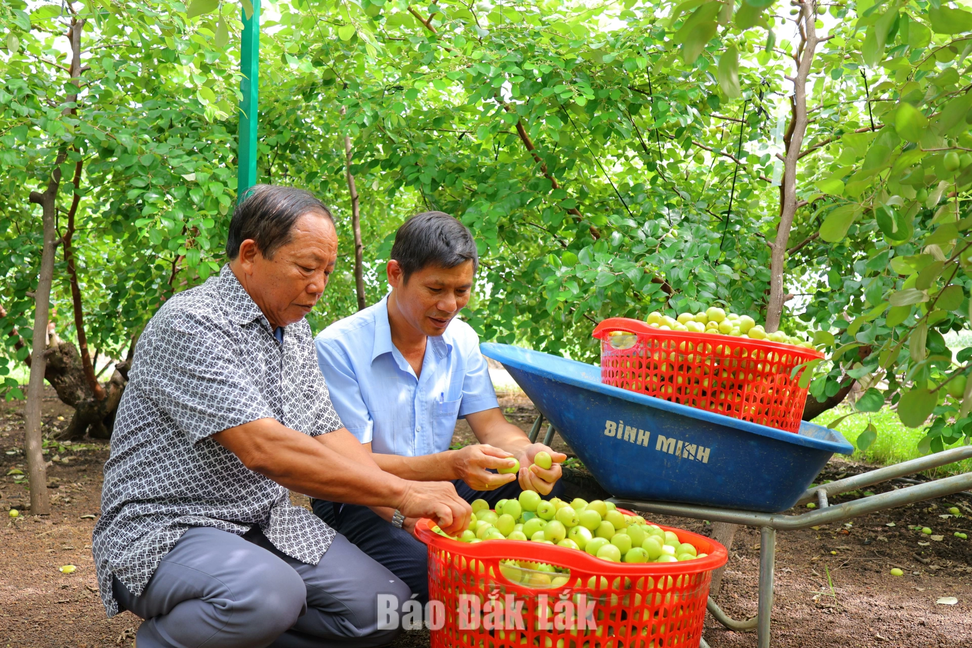 Vườn táo
