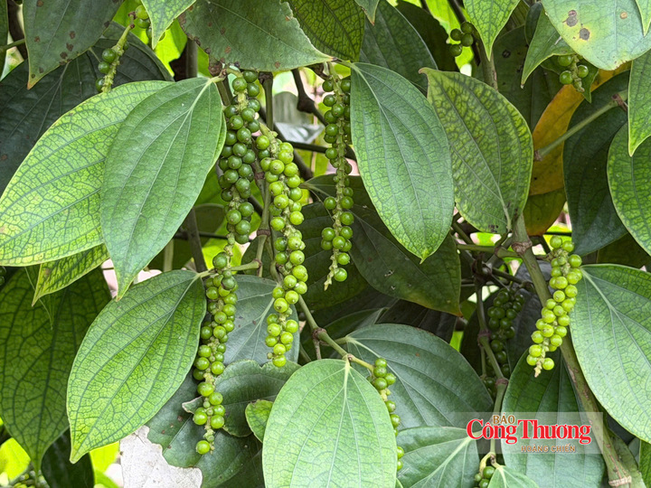 Hồ tiêu xanh tại vườn trồng Lâm Đồng