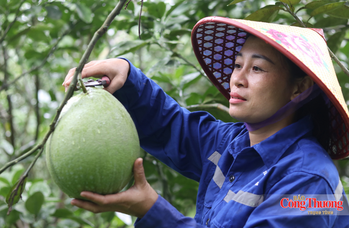 Mở hướng tiêu thụ bền vững cho bưởi da xanh ở Hà Tĩnh - 4
