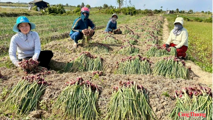 Hợp tác xã trở thành mắt xích quan trọng giúp người dân đồng bào dân tộc Khmer thay đổi phương thức sản xuất, nâng cao giá trị nông sản và mở rộng thị trường.